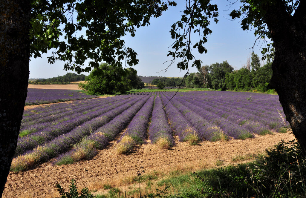 B&B "Villa Catherine" Flayosc, Provence